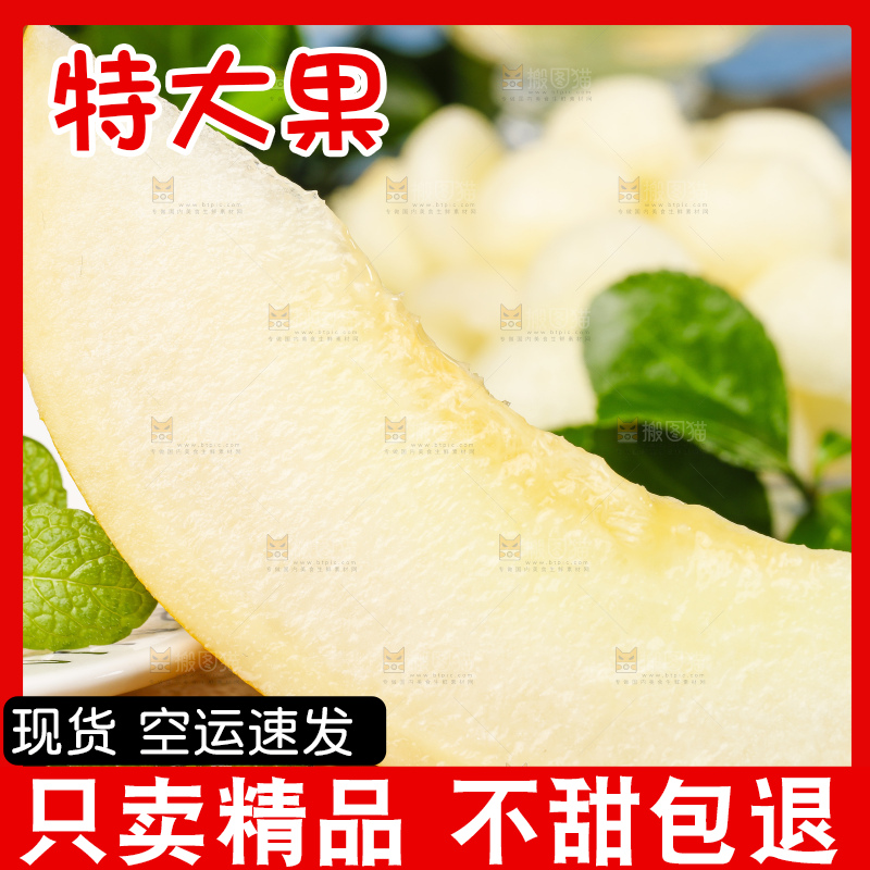 浅底上的黄河蜜瓜
