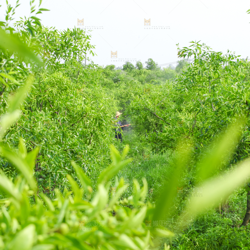 一大片枣树