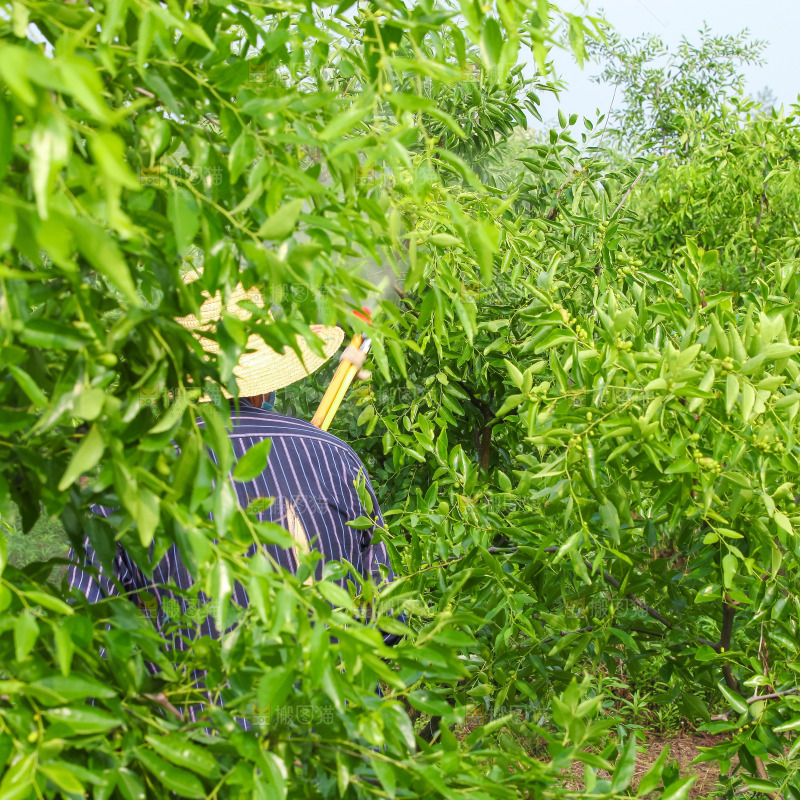 大片枣树