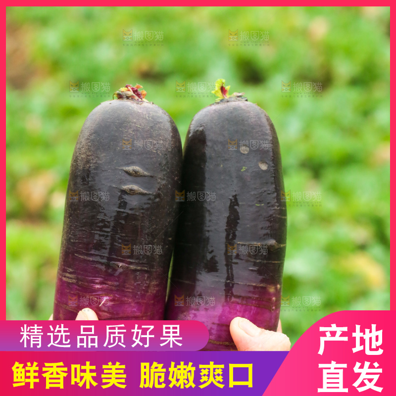 手里拿着冰淇凌萝卜