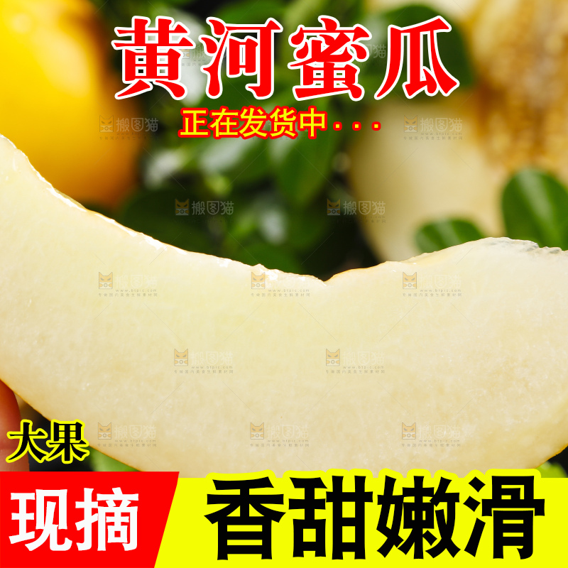 深底上的黄河蜜瓜
