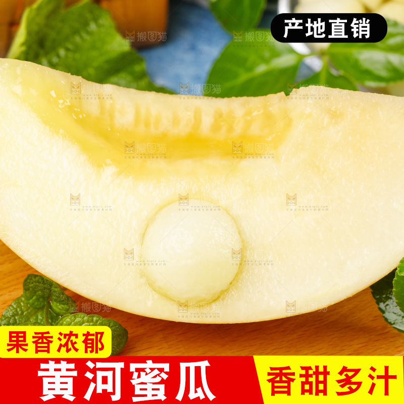 浅底上的黄河蜜瓜