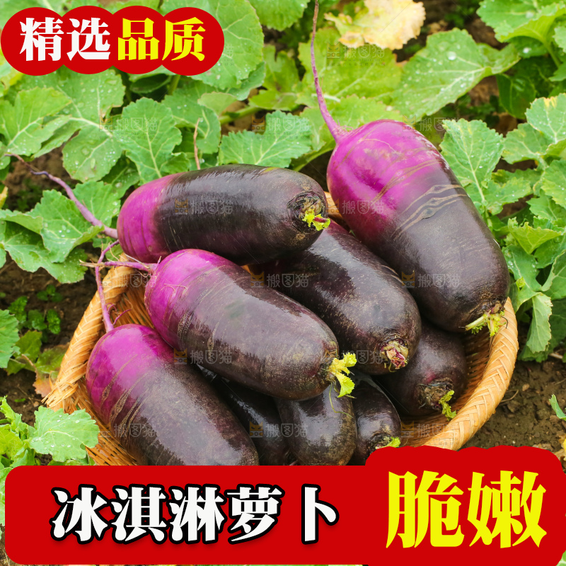 地里的冰淇凌萝卜