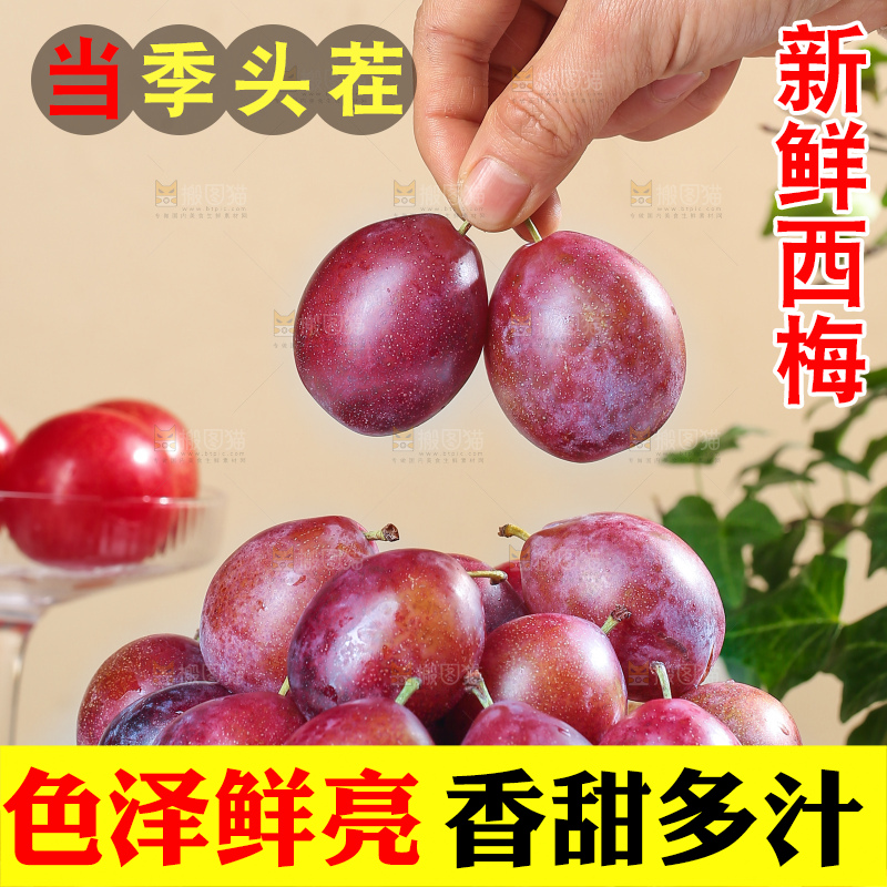 浅底上的澳洲西梅