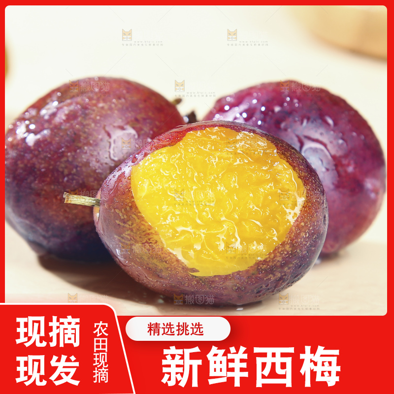浅底上的澳洲西梅