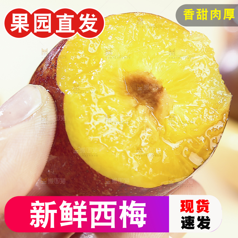 浅底上的澳洲西梅
