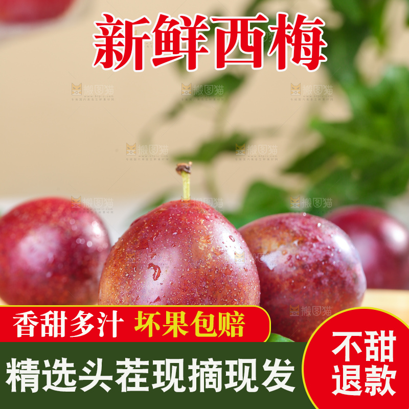 浅底上的澳洲西梅