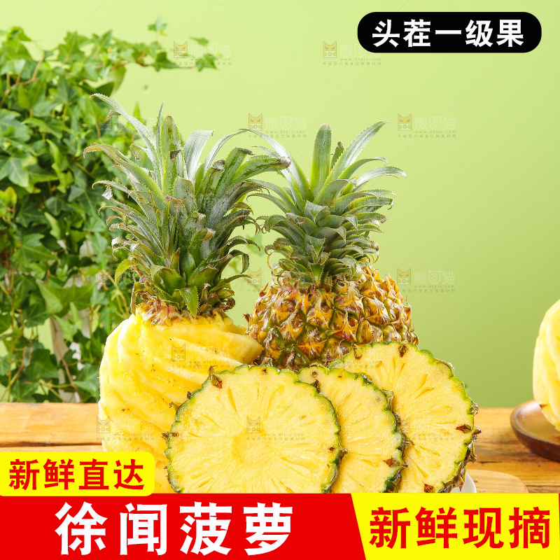 浅底上的徐闻菠萝