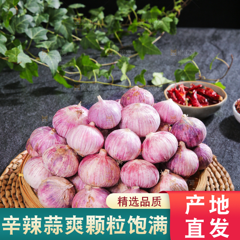 深底上的紫皮独蒜