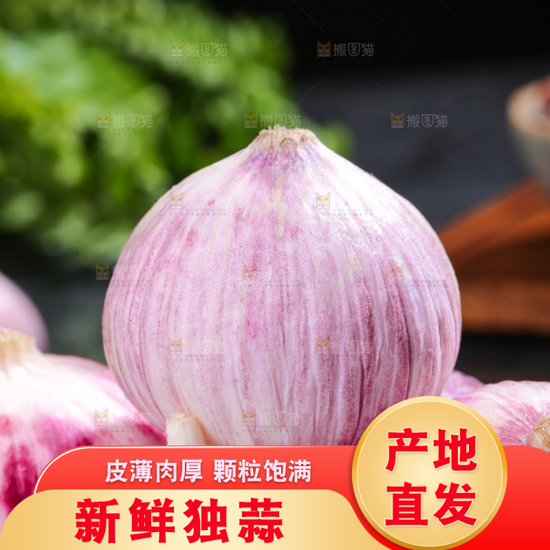深底上的紫皮独蒜