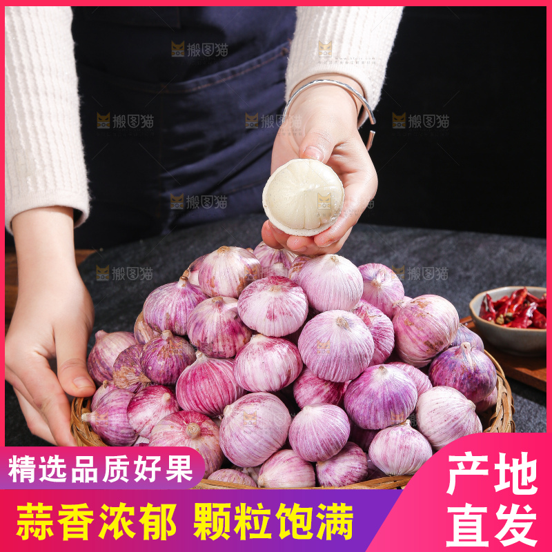 深底上的紫皮独蒜