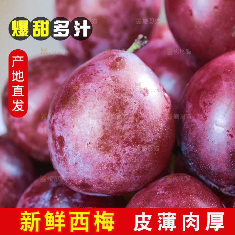 浅底上的澳洲西梅