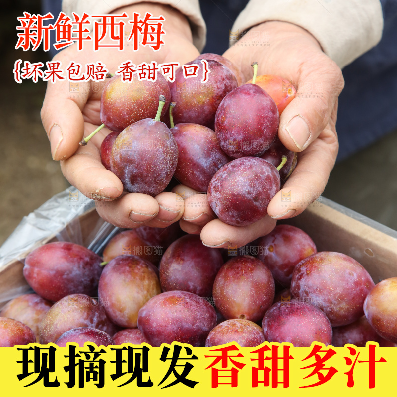 手里拿着澳洲西梅
