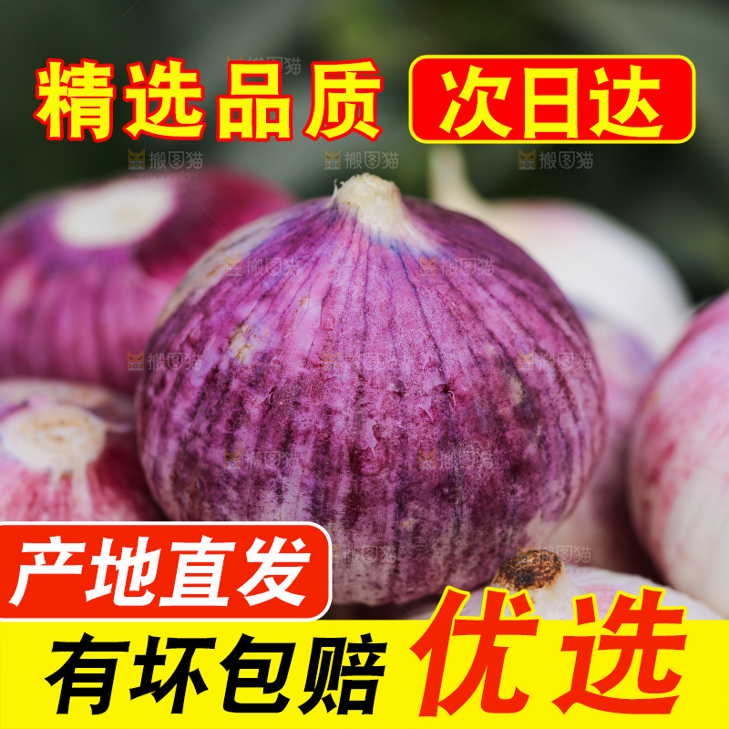 手里拿着紫皮独头蒜
