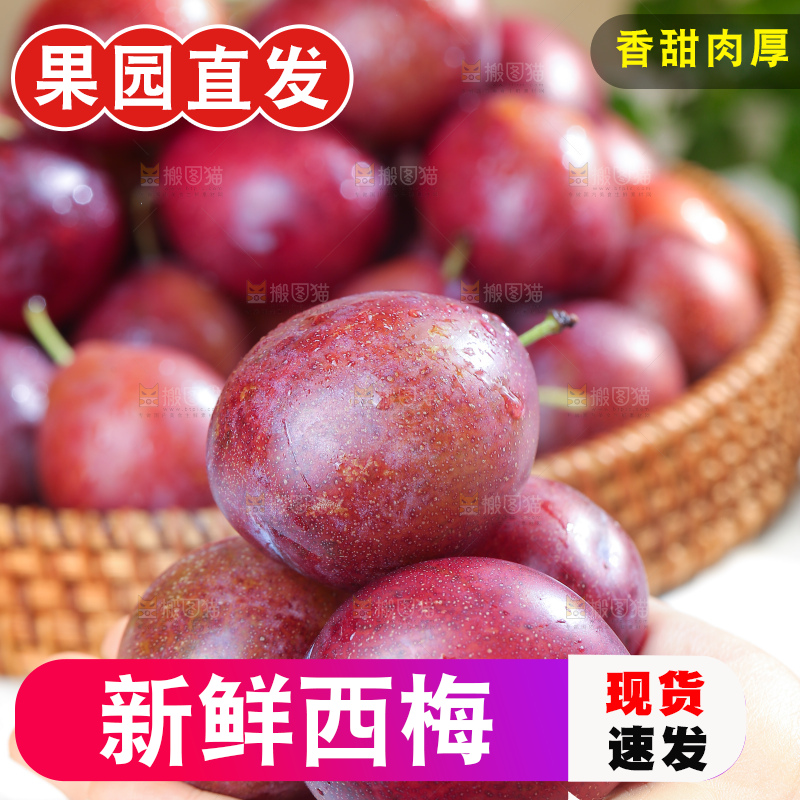 浅底上的澳洲西梅