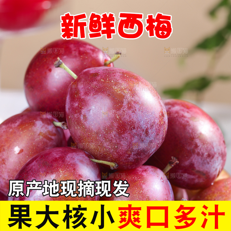 浅底上的澳洲西梅