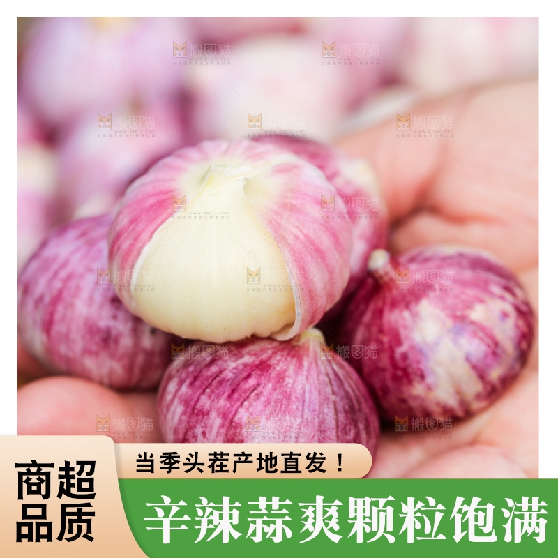 手里拿着紫皮独头蒜