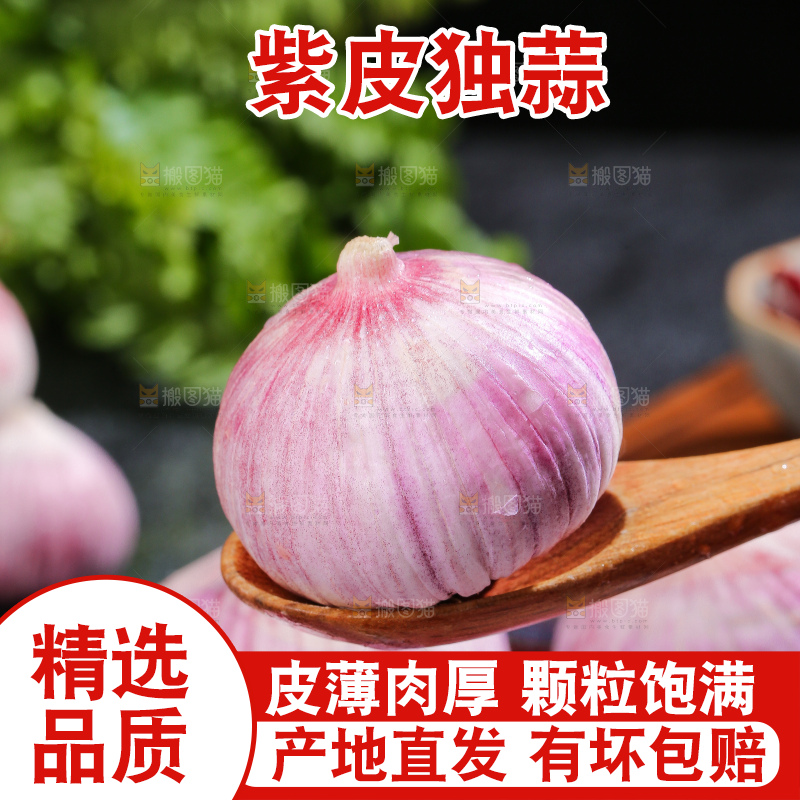 深底上的紫皮独蒜
