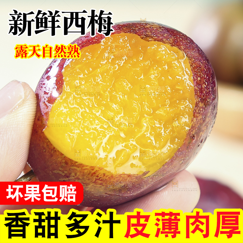 浅底上的澳洲西梅