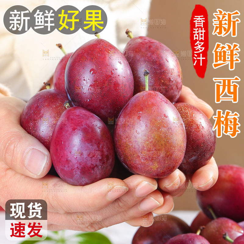 浅底上的澳洲西梅