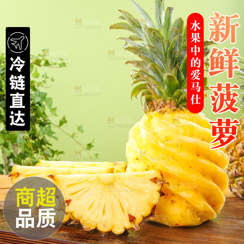 浅底上的徐闻菠萝