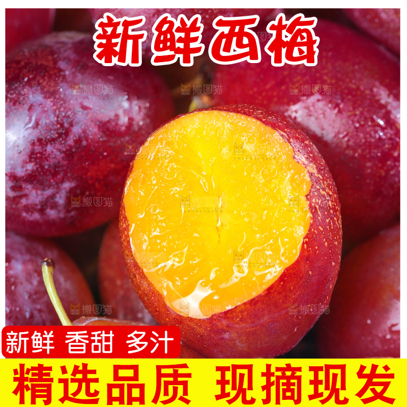 浅底上的澳洲西梅