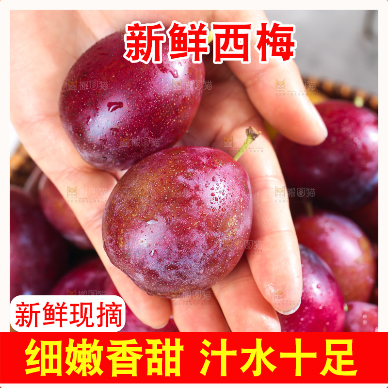 浅底上的澳洲西梅