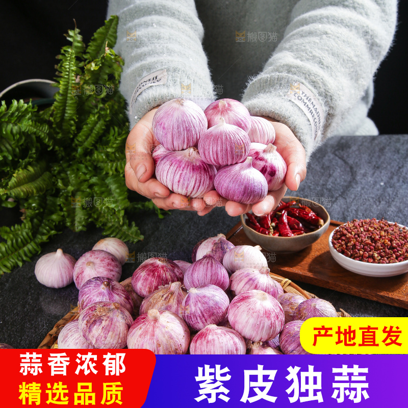 深底上的紫皮独蒜