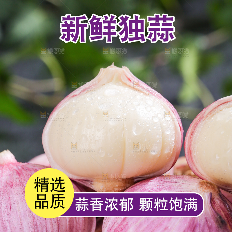 深底上的紫皮独蒜