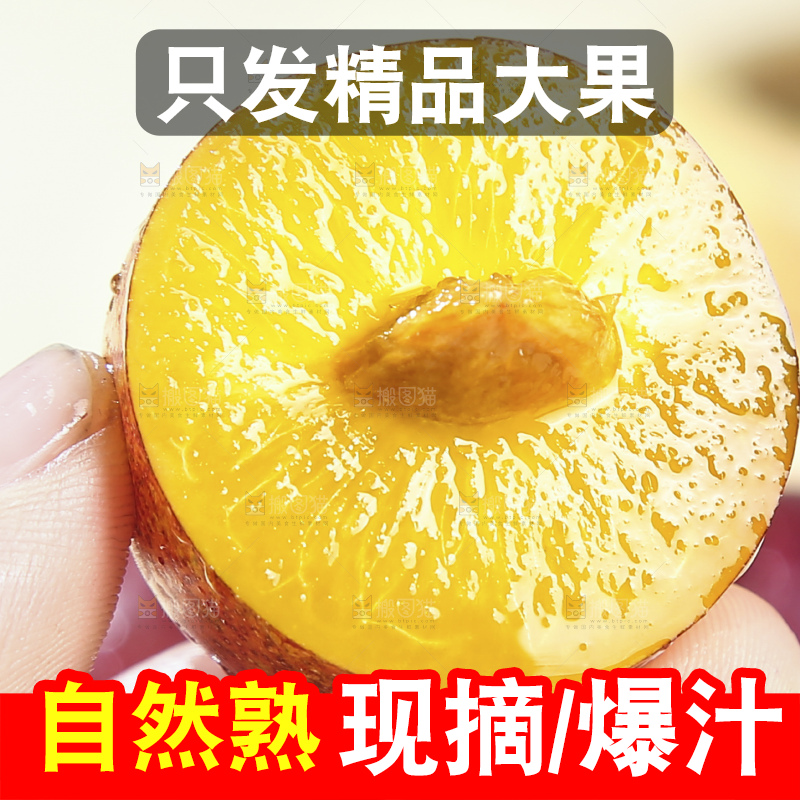 浅底上的澳洲西梅