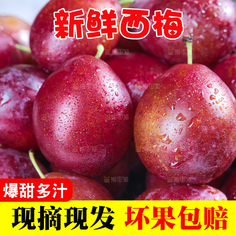 浅底上的澳洲西梅