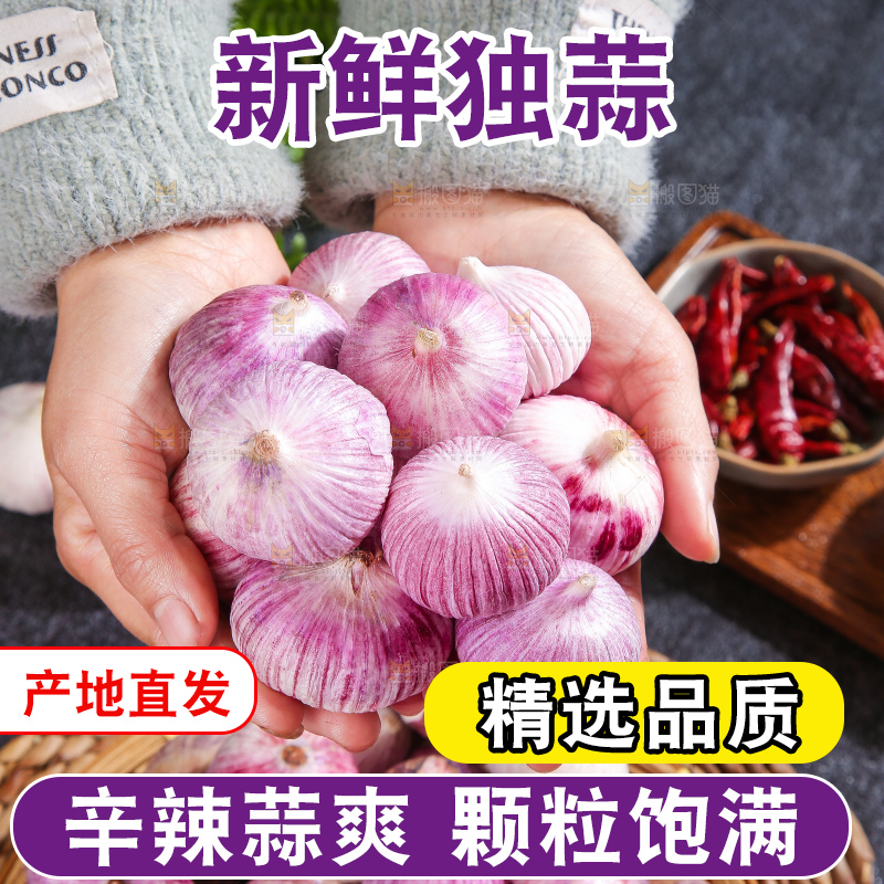 深底上的紫皮独蒜