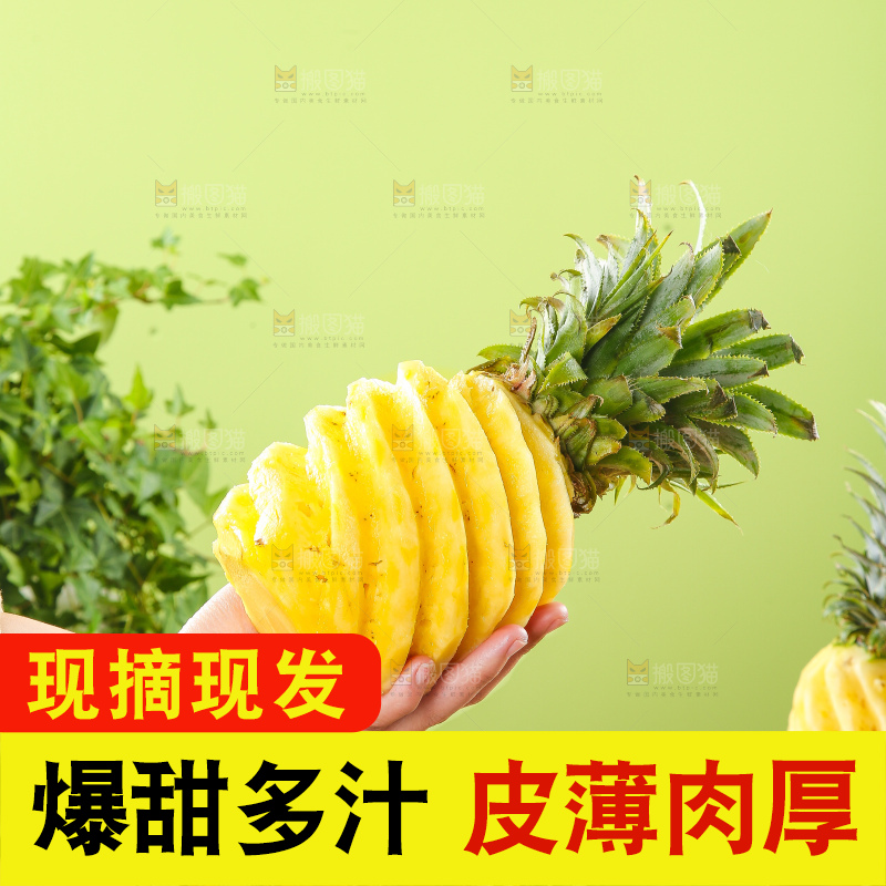 浅底上的徐闻菠萝