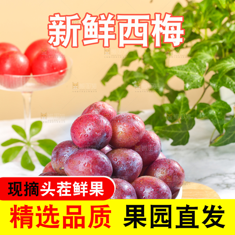 浅底上的澳洲西梅
