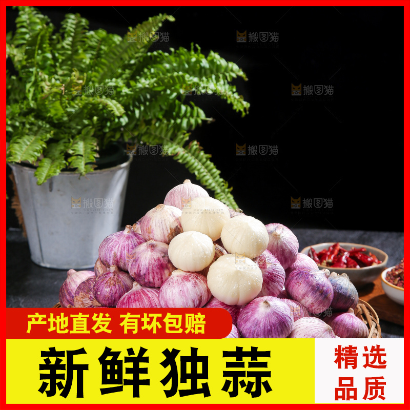 深底上的紫皮独蒜