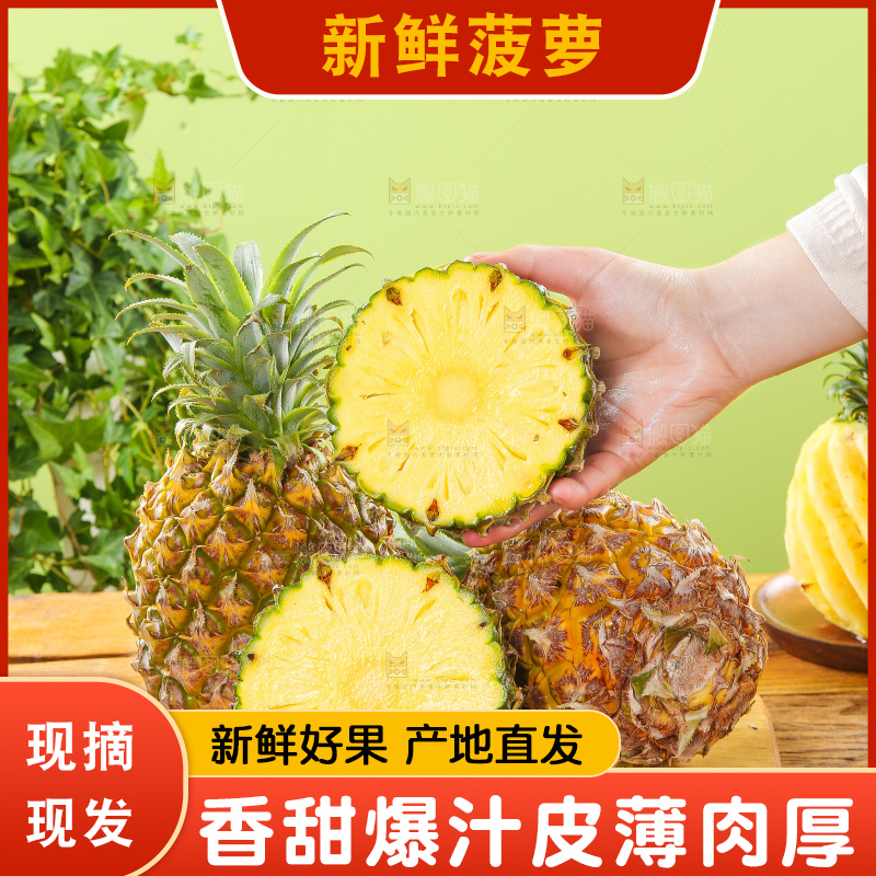 浅底上的徐闻菠萝