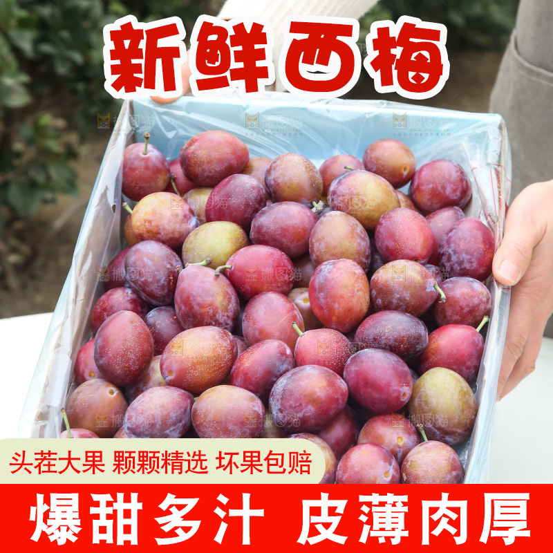 手里拿着澳洲西梅