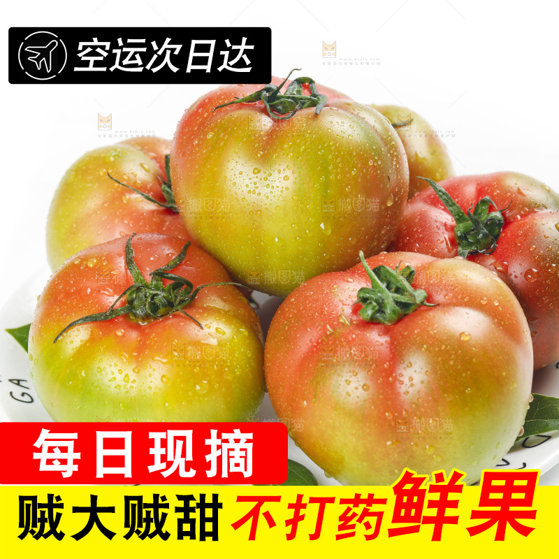 白底上的铁皮西红柿