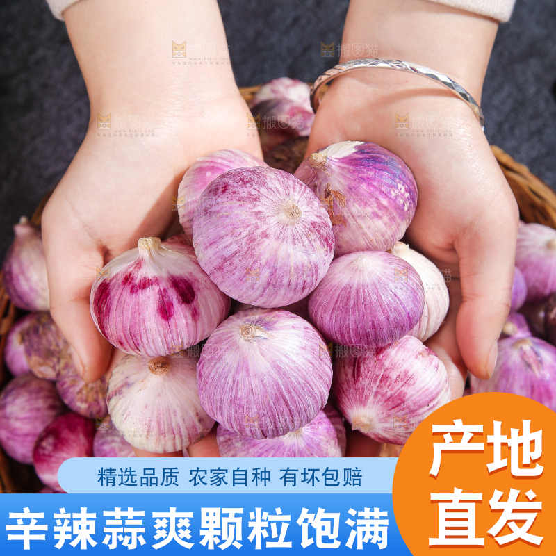 深底上的紫皮独蒜