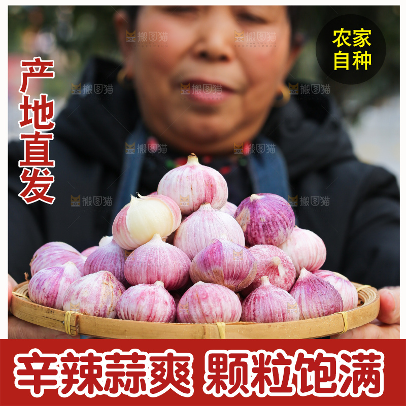 手里拿着紫皮独头蒜