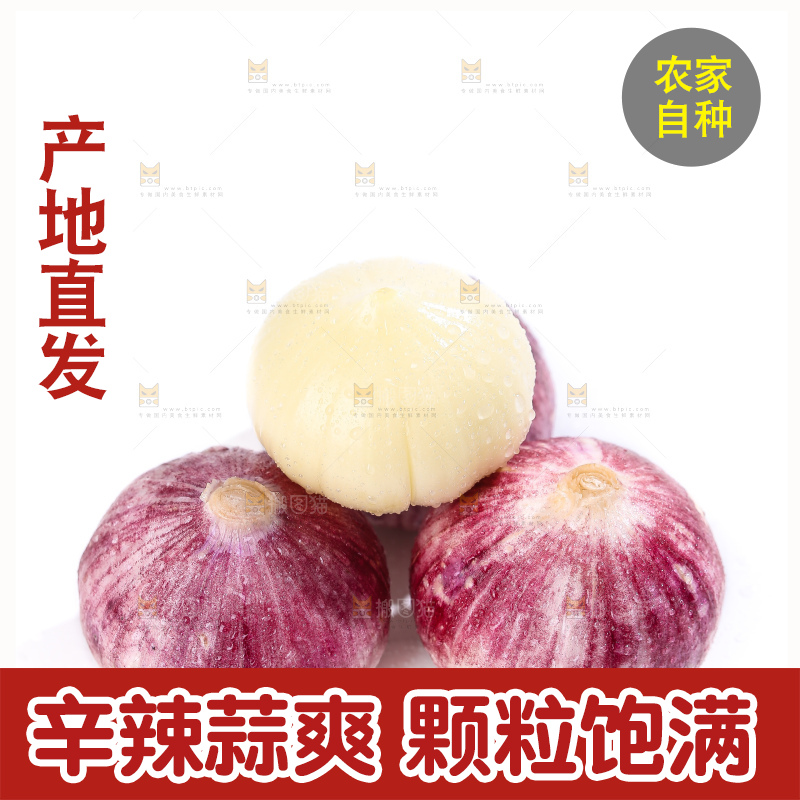 白底上的紫皮独头蒜