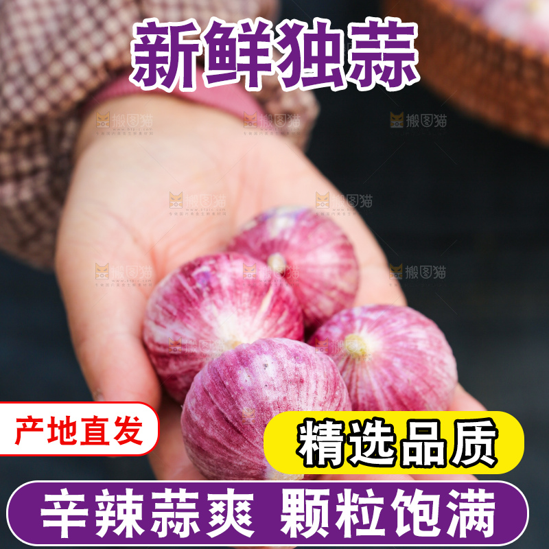 手里拿着紫皮独头蒜