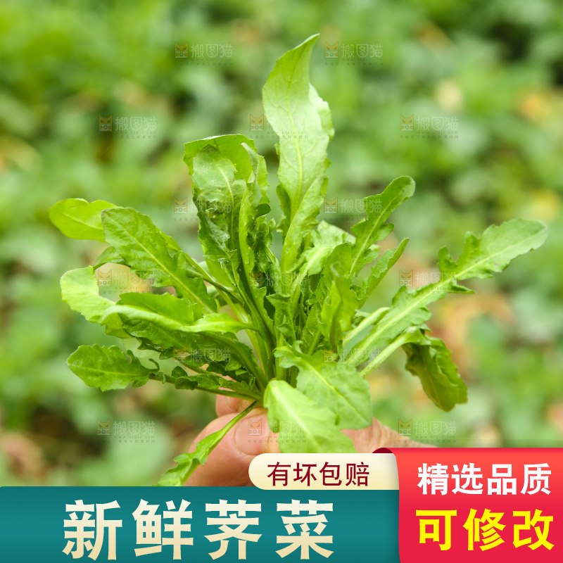 手里拿着荠菜