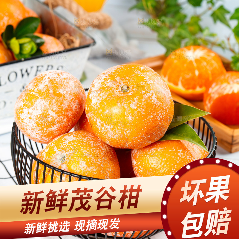 浅底上的茂谷柑