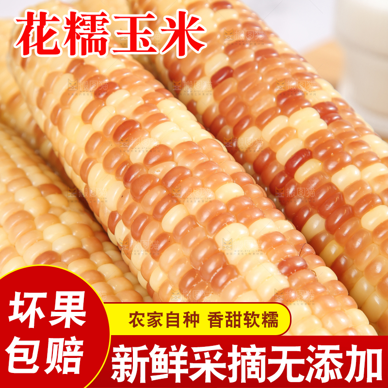 浅底上的花糯小玉米
