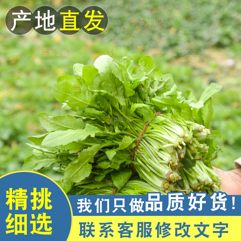 手里拿着荠菜