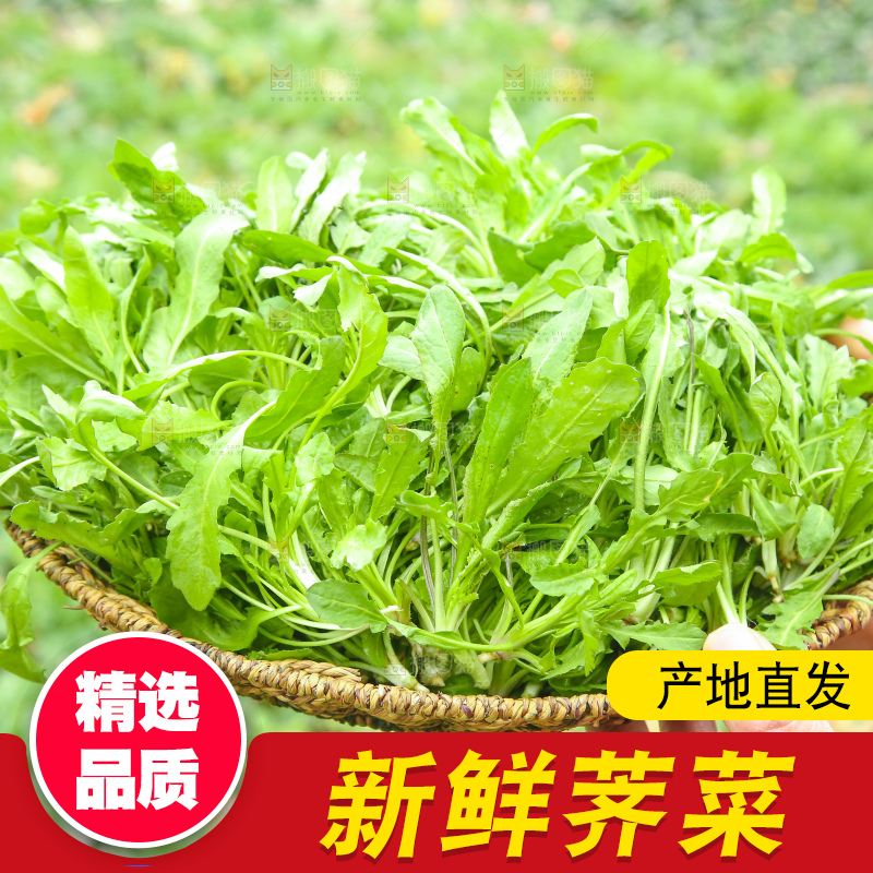 手里拿着地菜