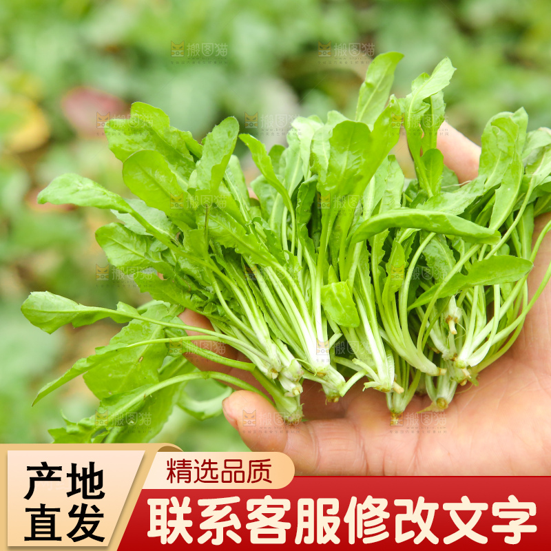 手里拿着荠菜