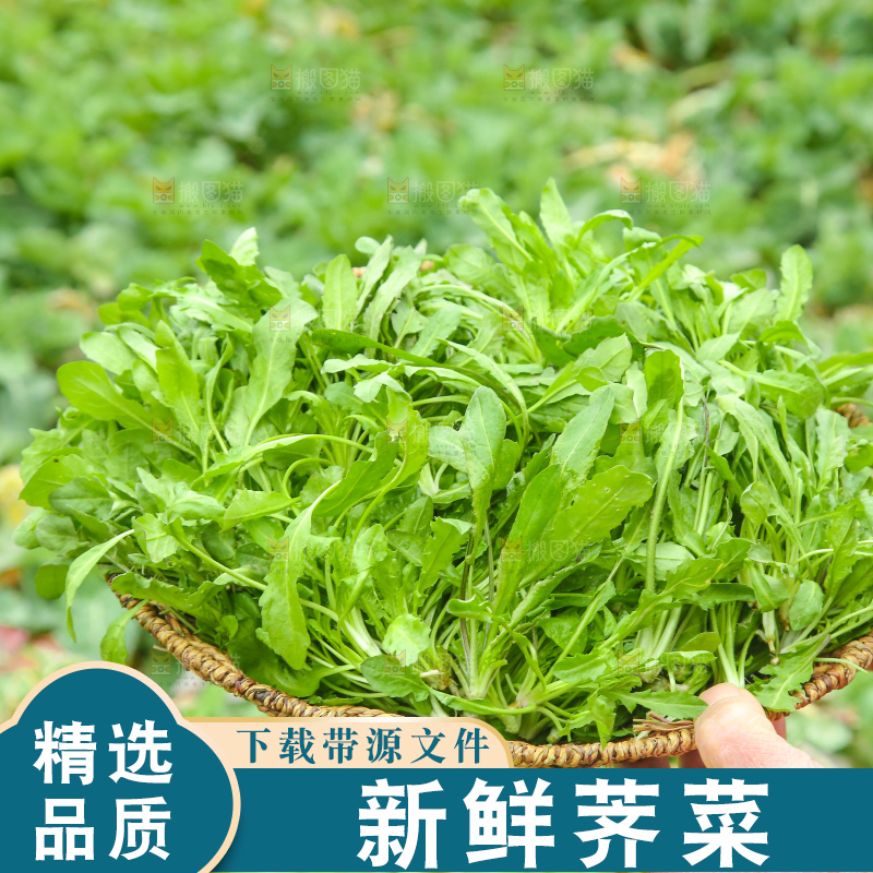 手里拿着地菜