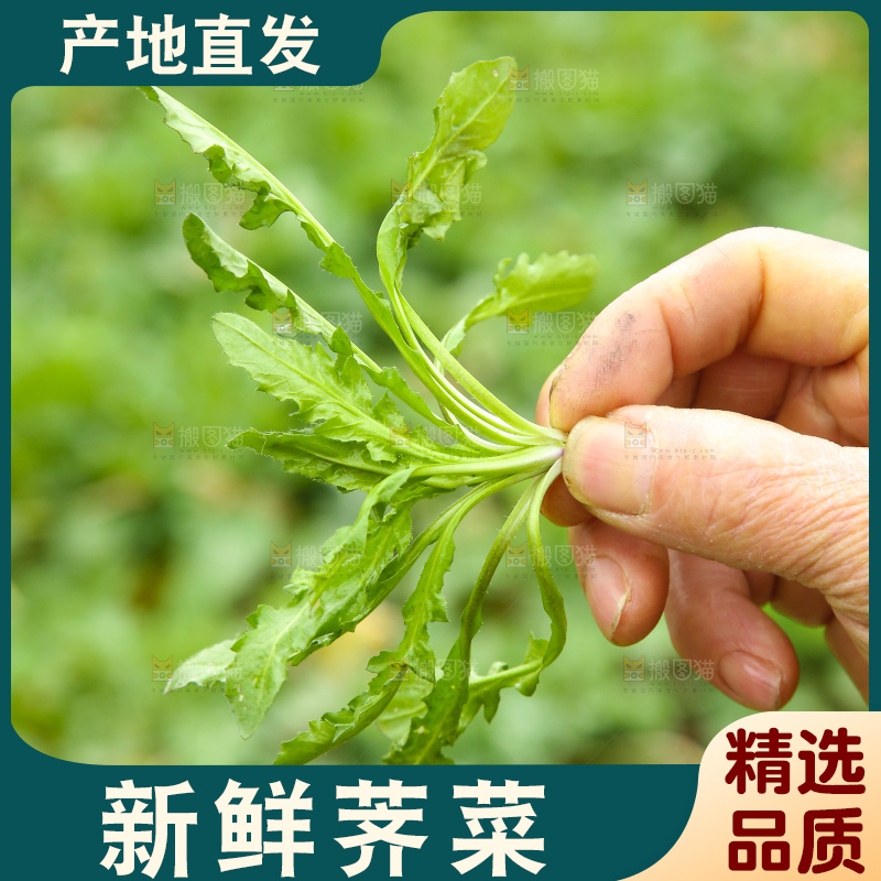 手里拿着荠菜